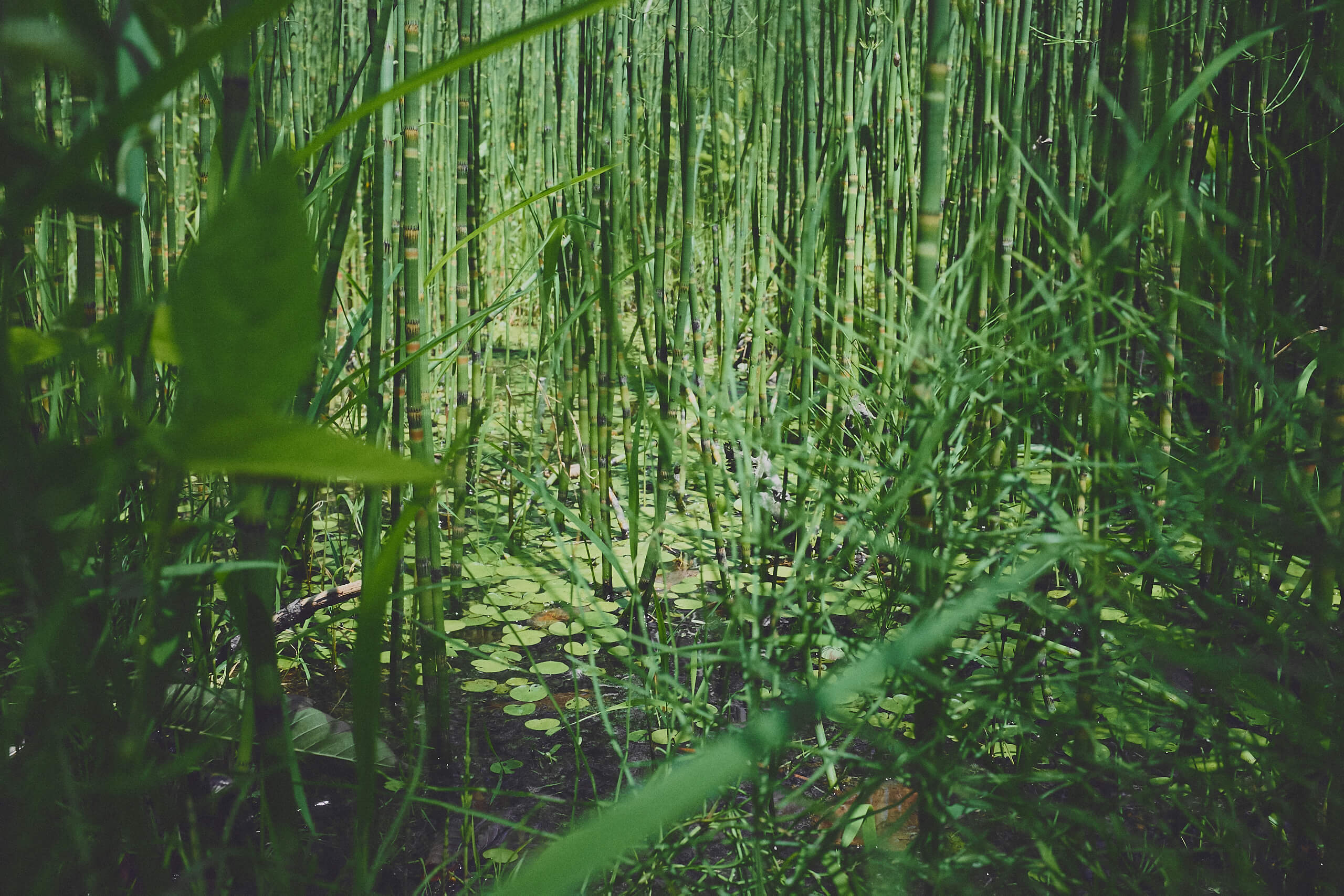 Water Reflections at Bizard Island Quebec Nature Photography Tips - FujiFilm X100T