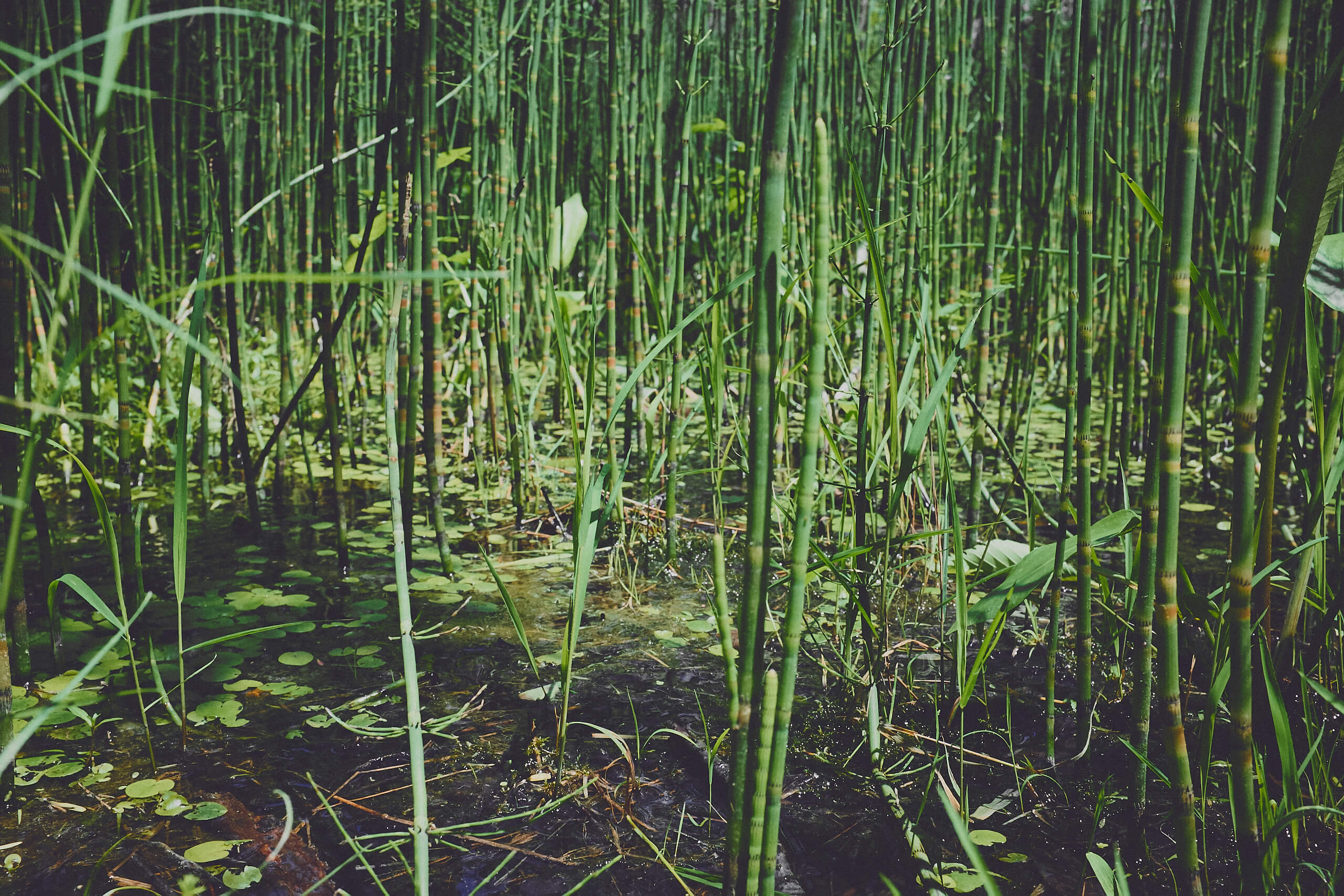 Water Reflections at Bizard Island Quebec Nature Photography Tips - FujiFilm X100T