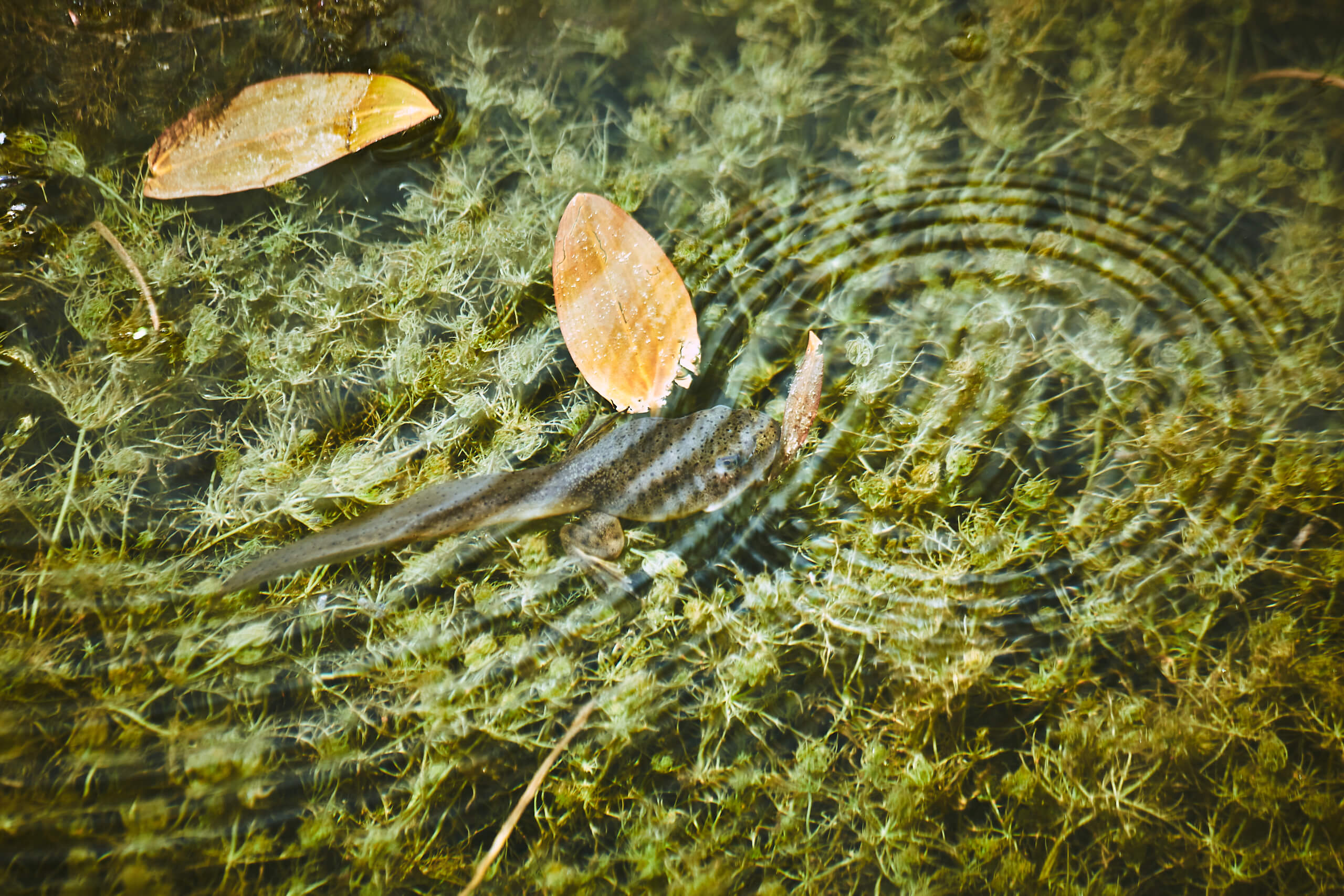 Water Reflections at Bizard Island Quebec Nature Photography Tips - FujiFilm X100T