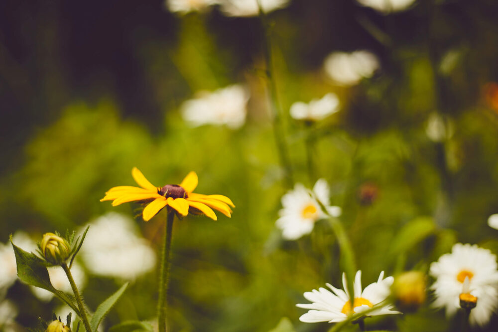 Canon 5D Mark iii with ef 50mm 1.8 - Macro flower photography in Chalet lac Beauport Quebec