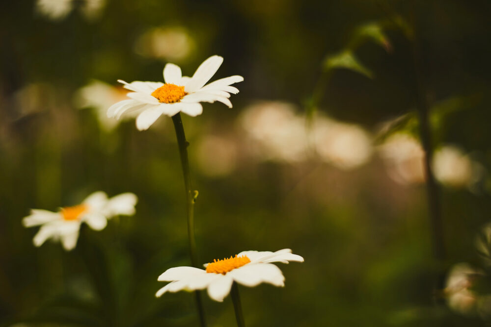 Canon 5D Mark iii with ef 50mm 1.8 - Macro flower photography in Chalet lac Beauport Quebec