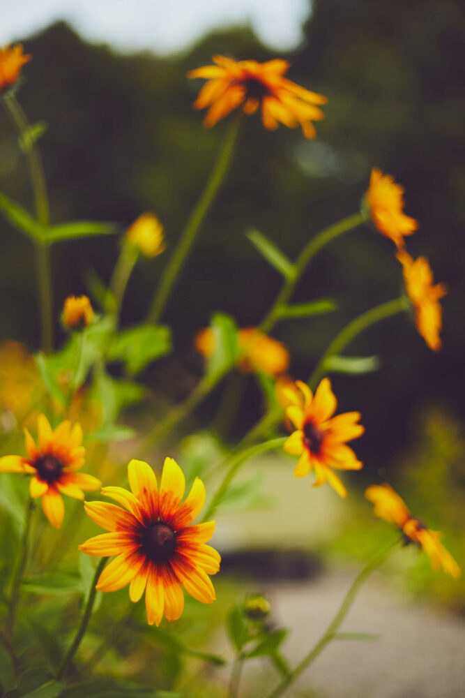 Canon 5D Mark iii with ef 50mm 1.8 - Macro flower photography in Chalet lac Beauport Quebec