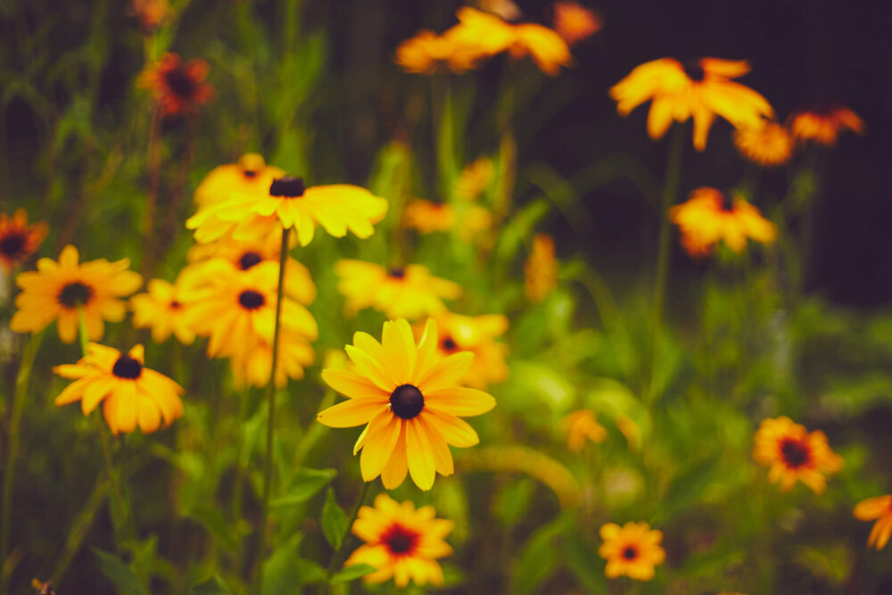 Canon 5D Mark iii with ef 50mm 1.8 - Macro flower photography in Chalet lac Beauport Quebec