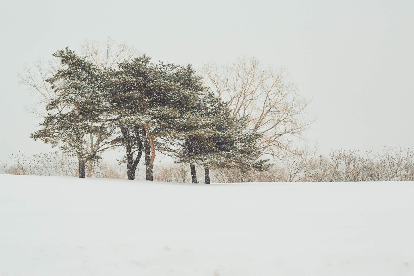 Canon 5D Mark iii with 50mm 1.8 - Parc de Dieppe Montreal Winter Photowalk view of trees