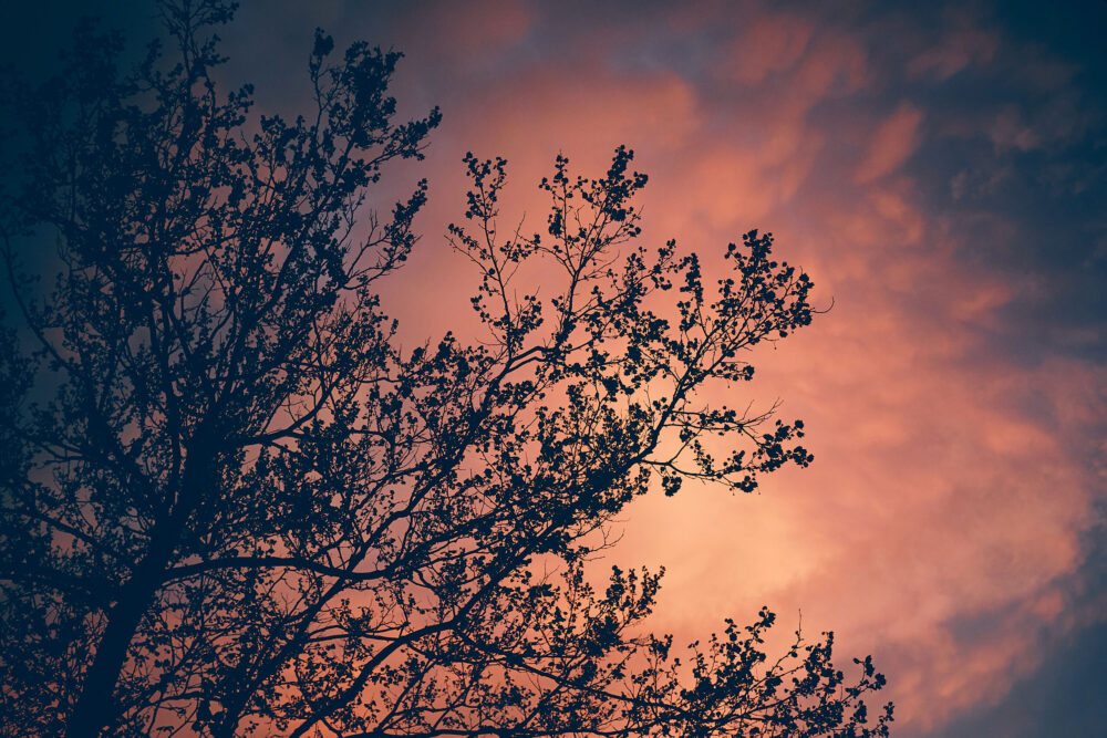 Fujifilm X100T - Stormy clouds behind a tree in Syracuse New York