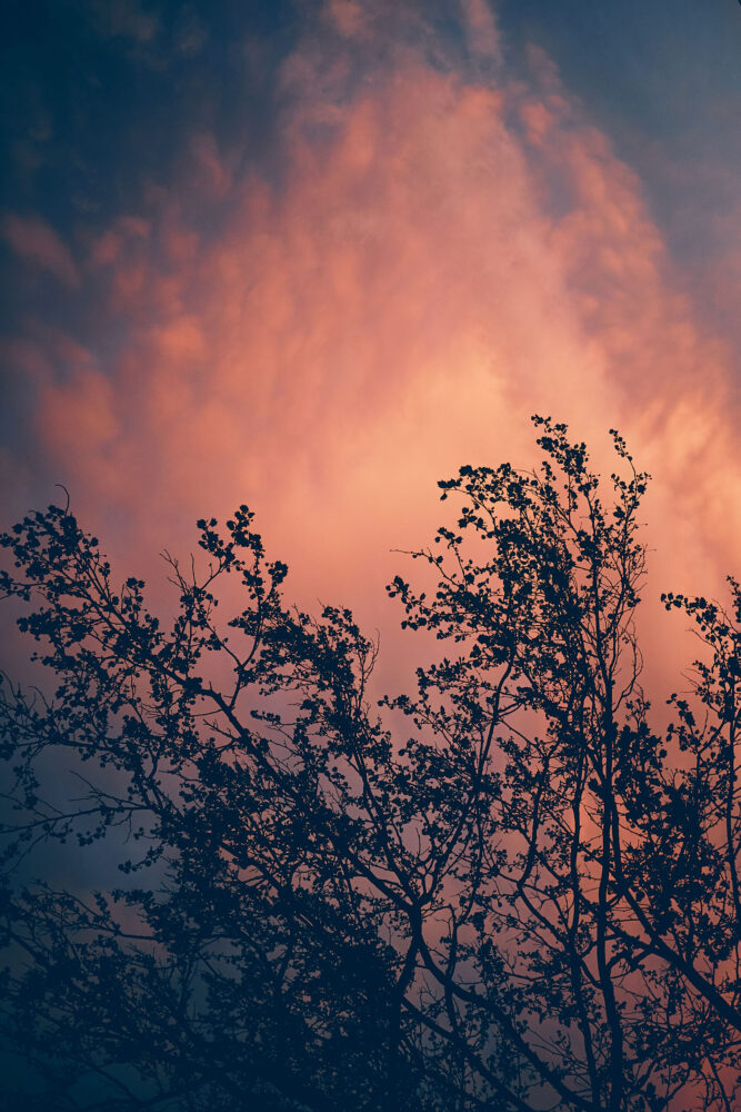 Fujifilm X100T - Stormy clouds behind a tree in Syracuse New York