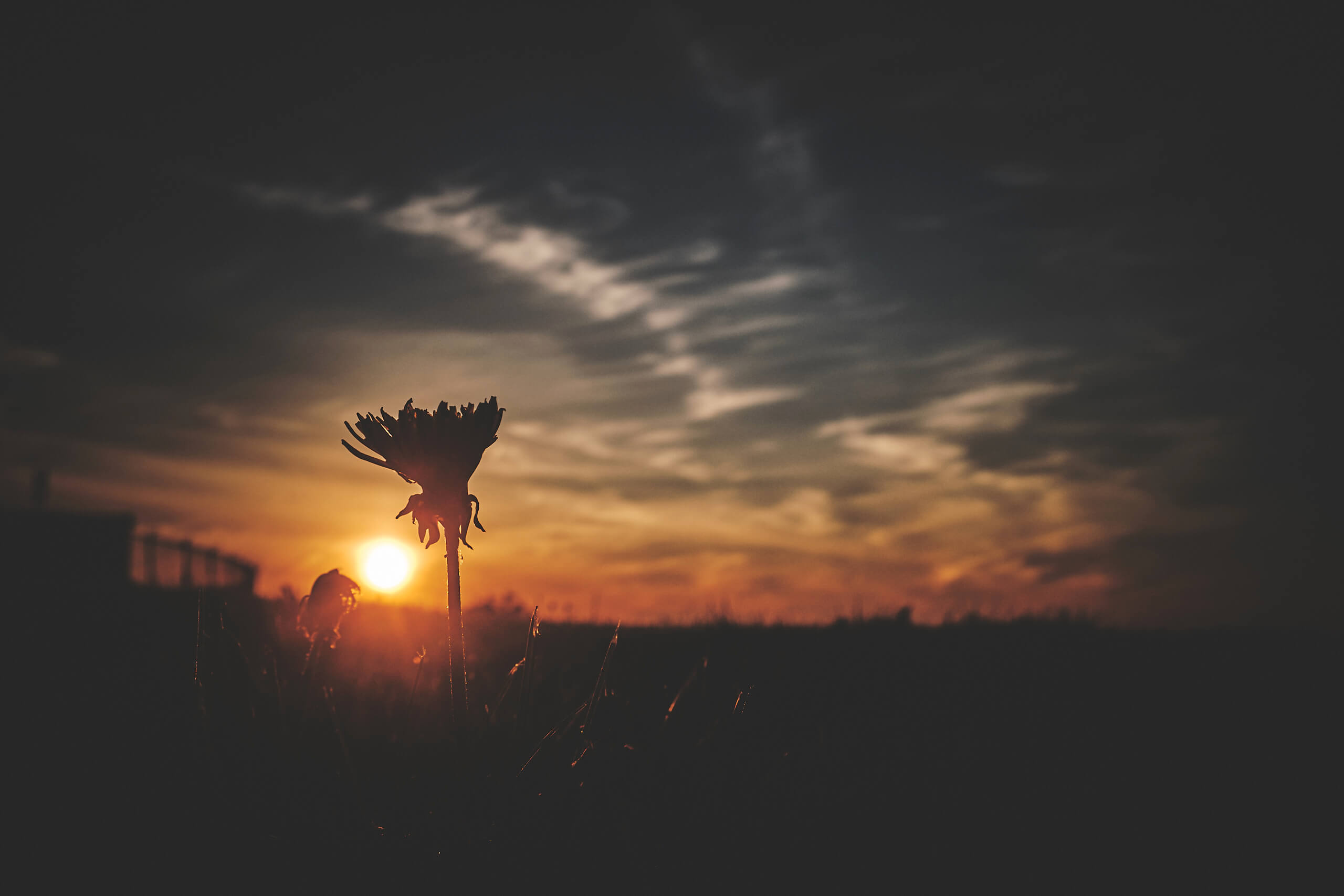 Fujifilm X100T - Sunset Dandelion Syracuse New York -