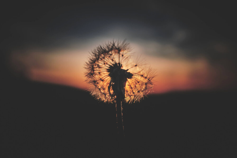 Fujifilm X100T - Sunset Dandelion Syracuse New York -