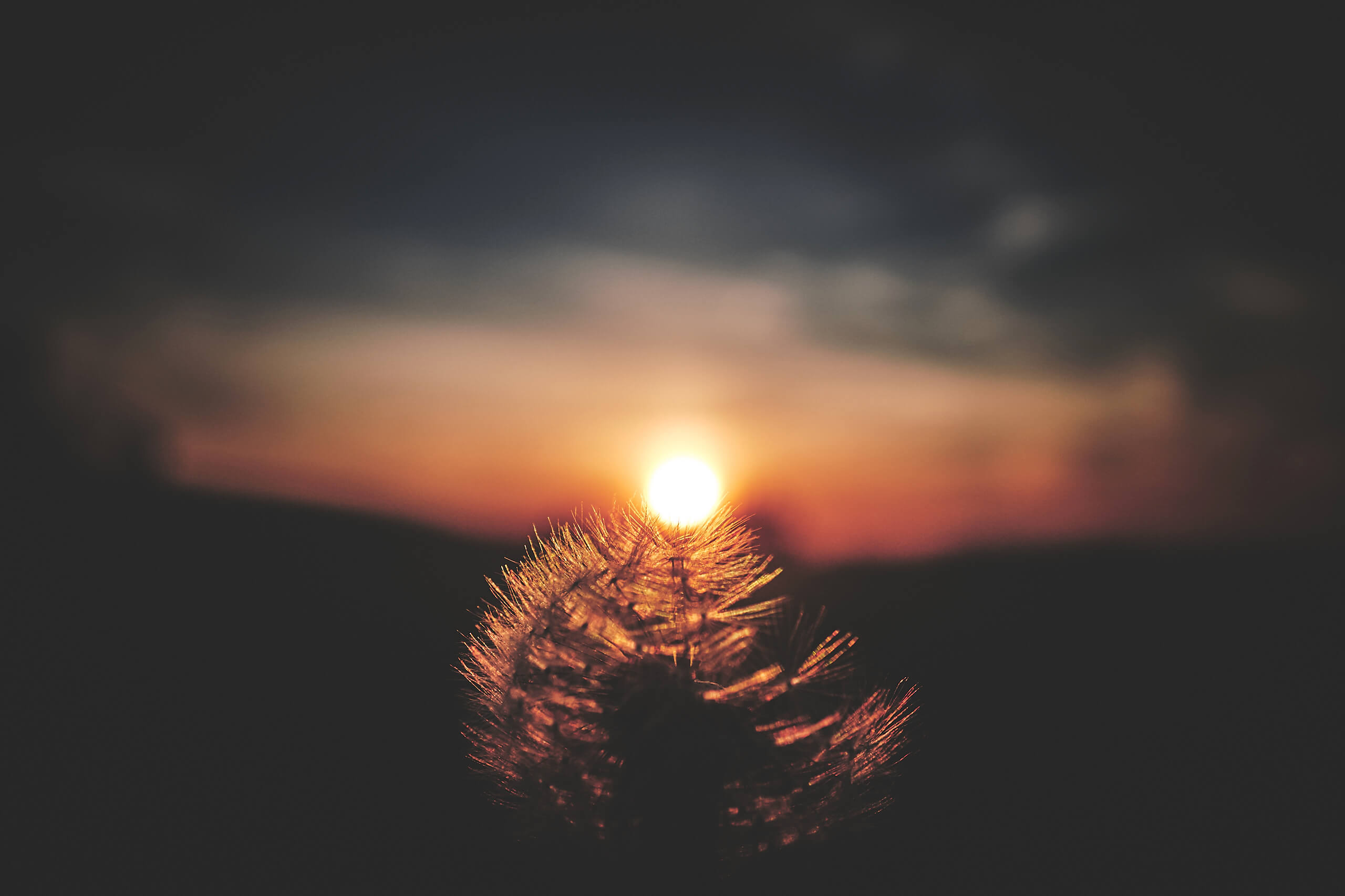 Fujifilm X100T - Sunset Dandelion Syracuse New York -