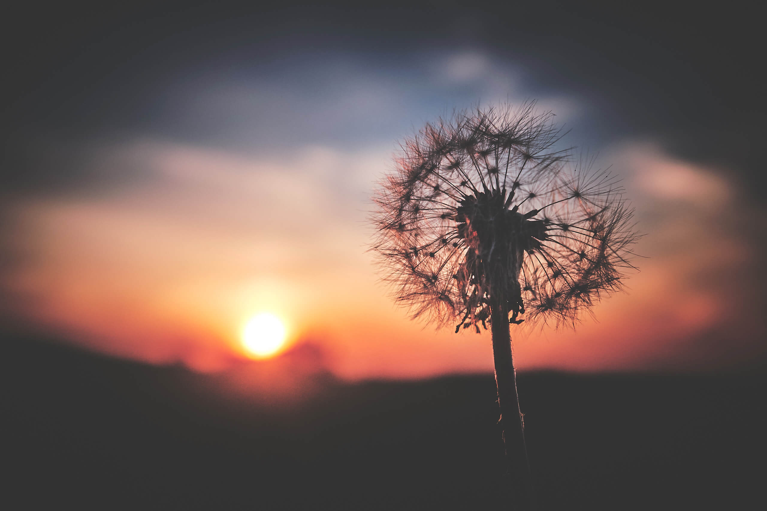 Fujifilm X100T - Sunset Dandelion Syracuse New York -