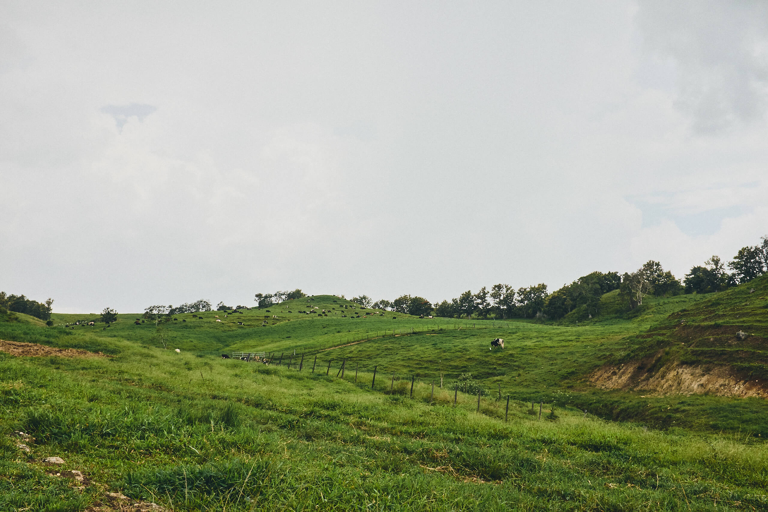 Puerto Rico - Farmland - Landscape Photography - Nature Photography - Fuji X100T