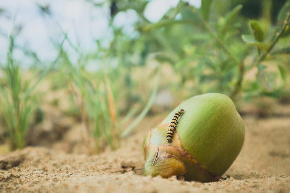 Rincon Puerto Rico - Macro-Photography - Caterpillar - Fuji X100T