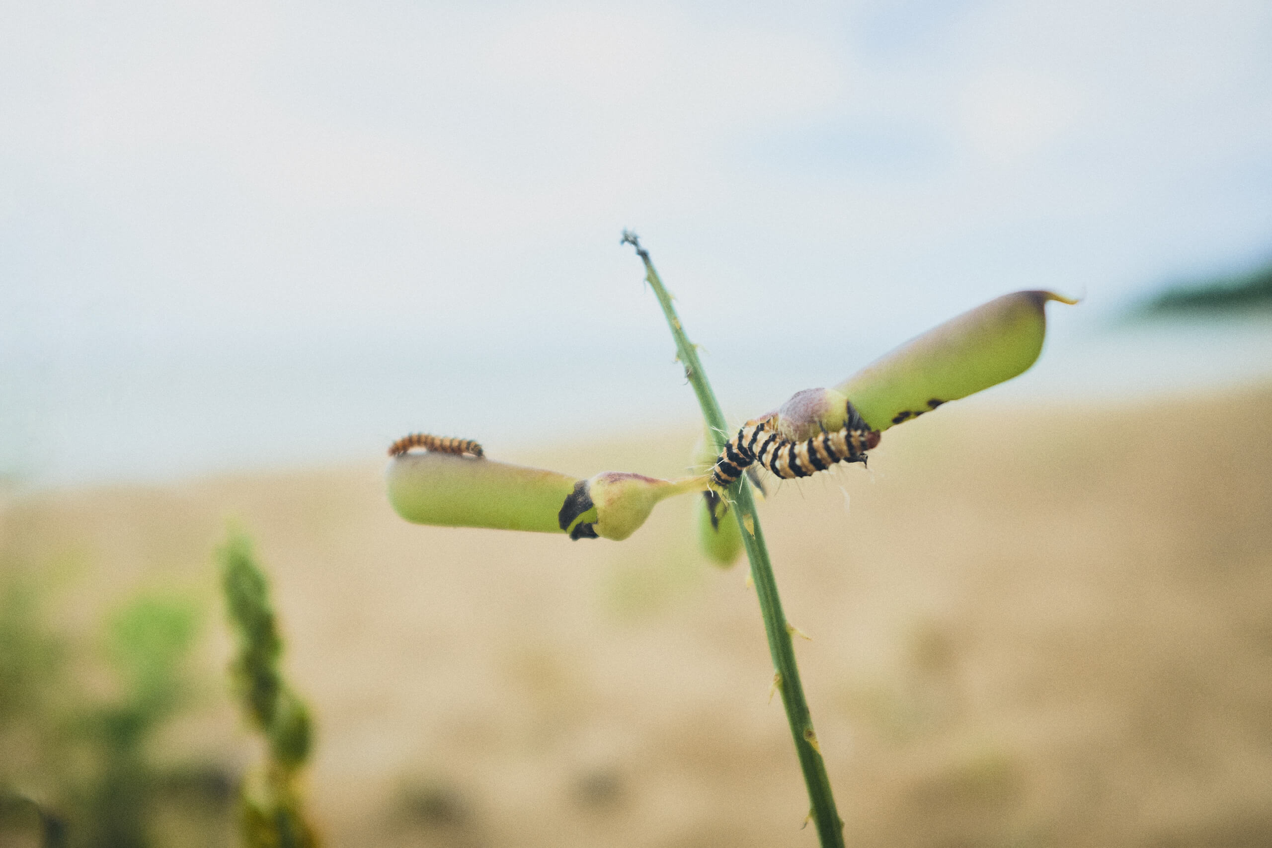 Rincon Puerto Rico - Macro-Photography - Caterpillar - Fuji X100T