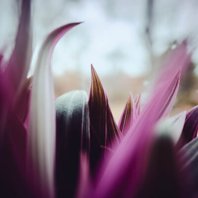 Plants - Abstract Photography