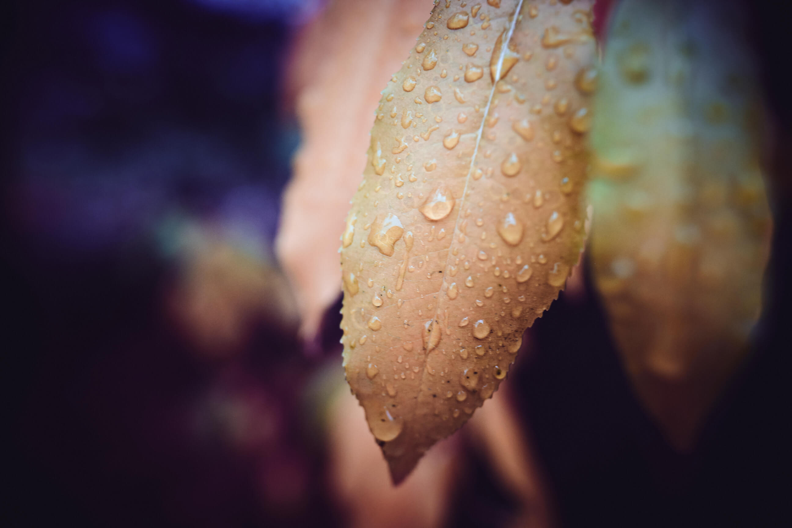 Plants - Abstract Photography