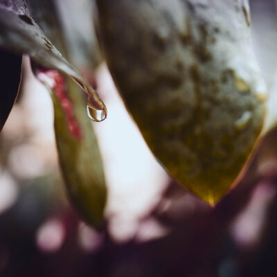 Plants - Abstract Photography