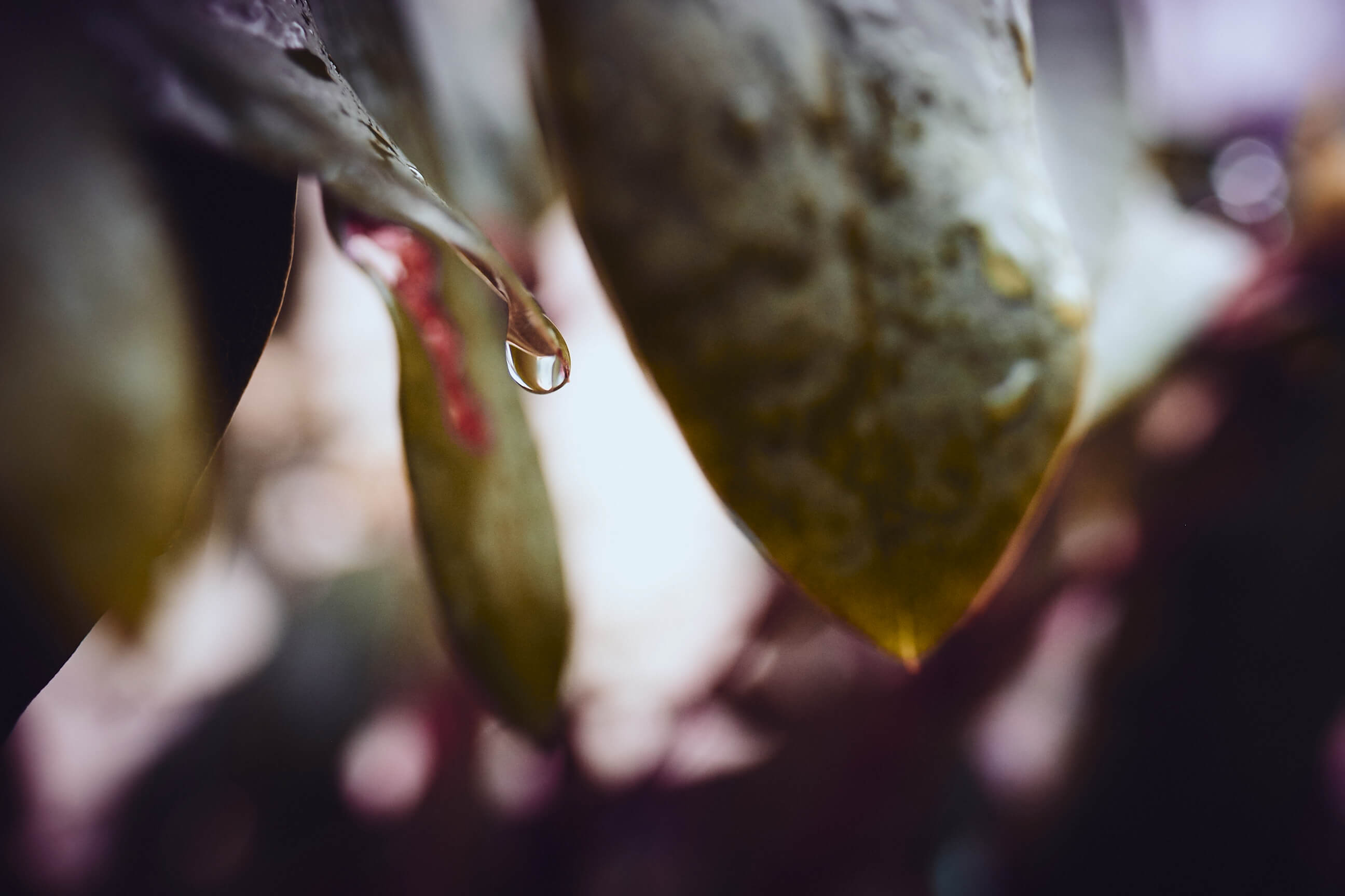 Plants - Abstract Photography